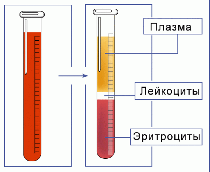 СОЭ норма для женщин после 50 - 55 лет